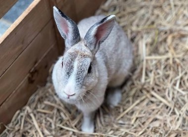 Tahta bir kutuda samanlıkta oturan bir tavşan, samanlıkta samanlıkta samanla oturan angora tavşanı..