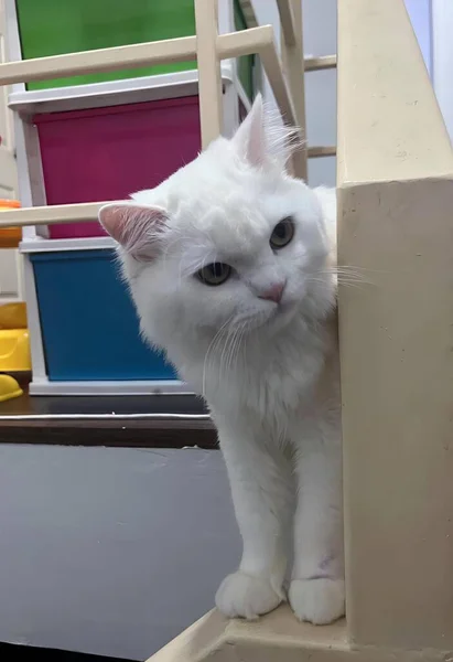 階段の上に立っている白い猫の写真 背景にカラフルなビンがある階段に立っているペルシャの猫 — ストック写真