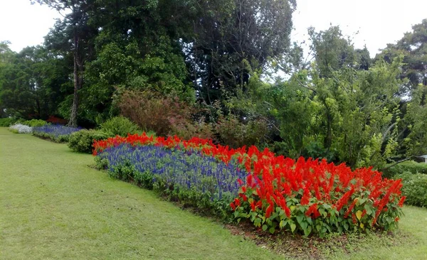 Ortasında Çeşitli Çiçekler Olan Bir Bahçenin Fotoğrafı Arka Planda Çimleri — Stok fotoğraf