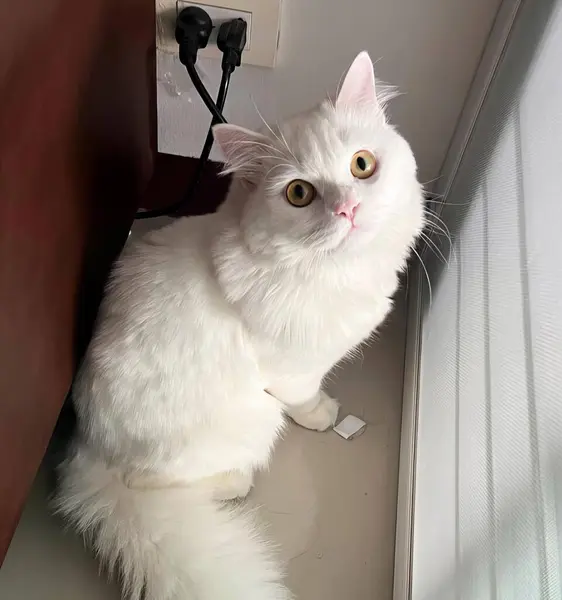 一只白色的猫坐在窗台上 一只波斯猫坐在地板上看着摄像机的照片 — 图库照片