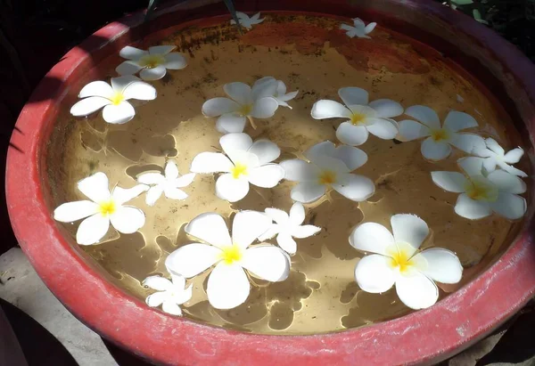 a photography of a bowl of water with white flowers floating in it, flowerpot with water in it on a table with rocks.