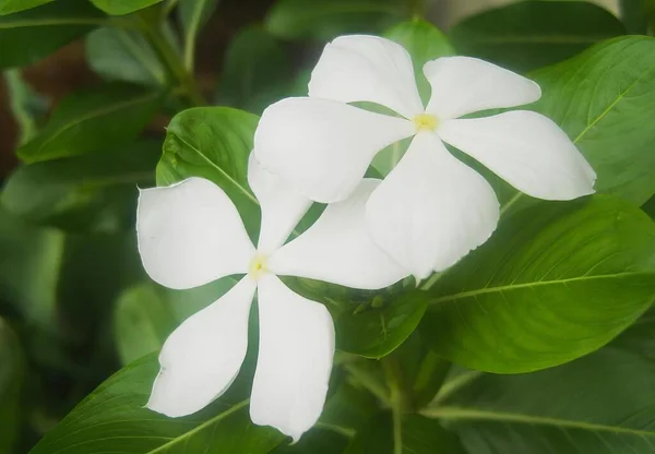 Una Fotografía Una Flor Blanca Con Hojas Verdes Fondo Carrito —  Fotos de Stock