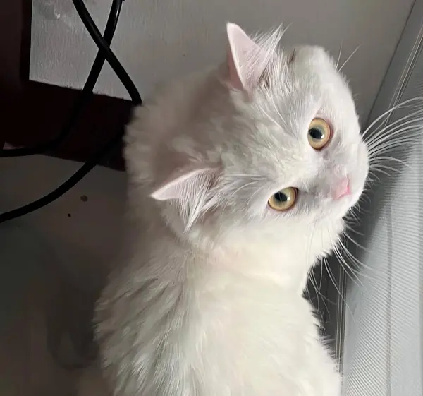 一只白猫抬头看着相机的照片 一只波斯猫坐在窗台上看着相机的照片 — 图库照片