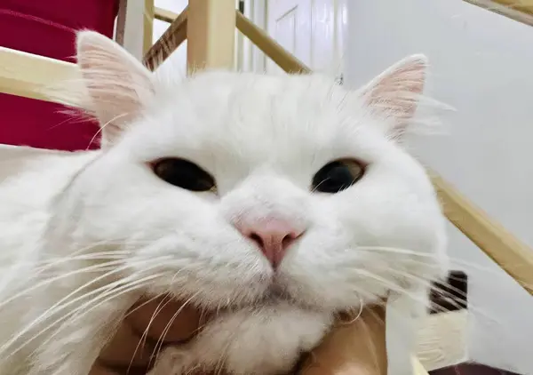 Uma Fotografia Gato Branco Com Nariz Rosa Olhos Negros Gato — Fotografia de Stock