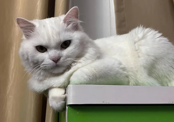 a photography of a white cat laying on top of a green box, egyptian cat laying on top of a green box in front of a curtain.