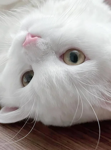 木のテーブルの上に置かれた白い猫の写真 テーブルの上に頭を置くペルシャの猫 — ストック写真
