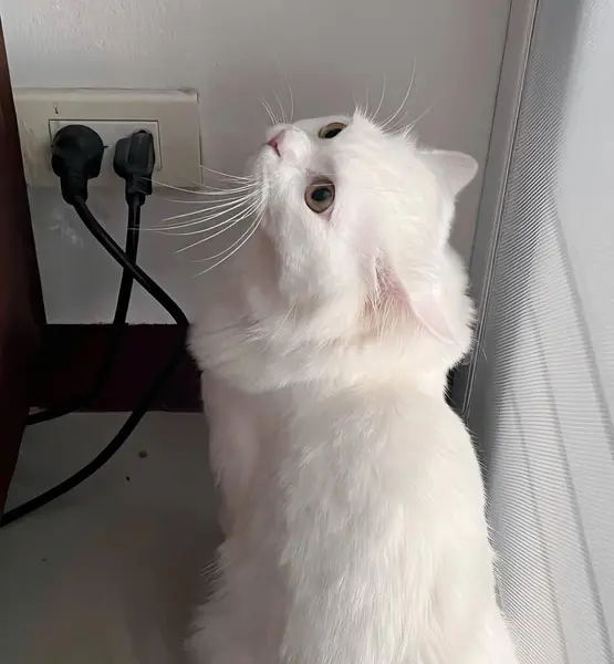 a photography of a white cat sitting on a desk next to a wall, persian cat sitting on a desk looking up at a cord.