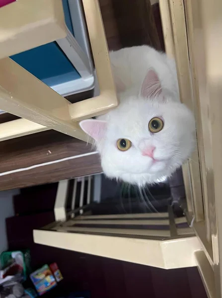 a photography of a white cat looking up from underneath a desk, persian cat looking up from underneath a desk with a computer.