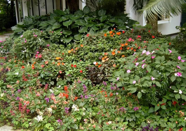 Een Foto Van Een Tuin Met Een Bos Bloemen Planten — Stockfoto