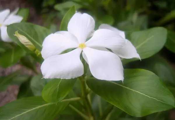 Una Fotografía Una Flor Blanca Con Hojas Verdes Fondo Carrito — Foto de Stock