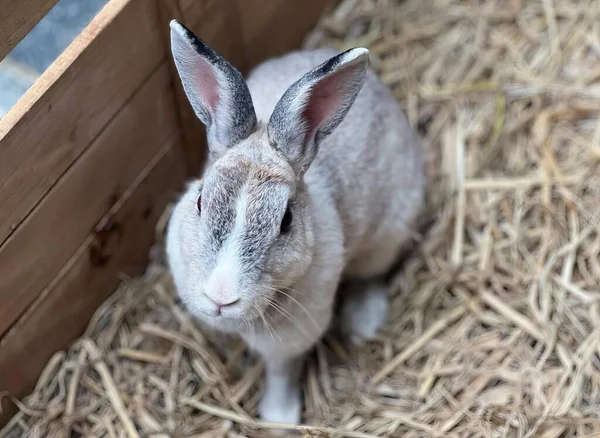 Una Fotografía Conejo Sentado Una Caja Madera Sobre Paja Conejo —  Fotos de Stock