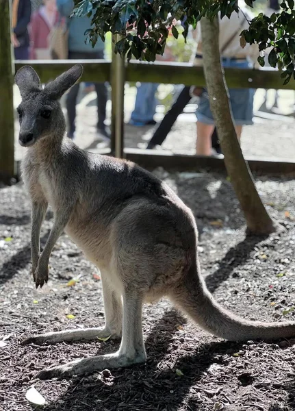 Une Photographie Kangourou Debout Sur Ses Pattes Arrière Dans Zoo — Photo