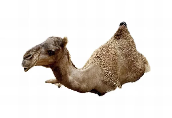 Una Fotografía Camello Con Fondo Blanco Camelus Dromedarius Sentado Espalda — Foto de Stock