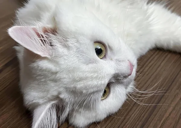 Una Fotografía Gato Blanco Tendido Suelo Madera Gato Egipcio Tendido — Foto de Stock