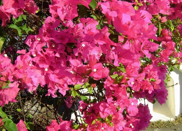 Фотография Куста Розовых Цветов Белым Забором Заднем Плане — стоковое фото