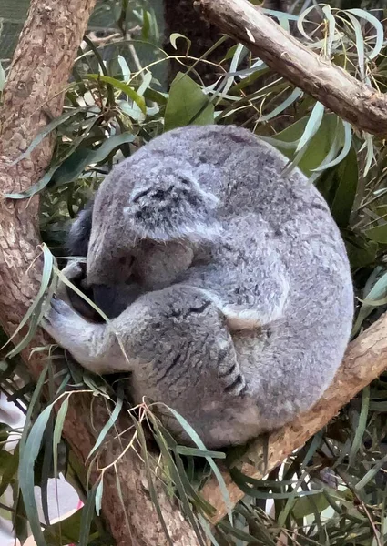 Une Photographie Koala Dormant Dans Arbre Avec Tête Sur Une — Photo