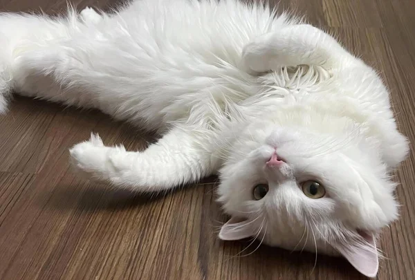 Φωτογραφία Μιας Λευκής Γάτας Ξαπλωμένης Ξύλινο Πάτωμα Περσική Γάτα Ξαπλωμένη — Φωτογραφία Αρχείου