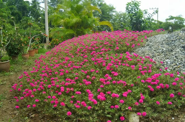 Bahçede Pembe Çiçekler Kayalar Saksılar Bitkiler Çakıl Kayalarla Dolu Bir — Stok fotoğraf