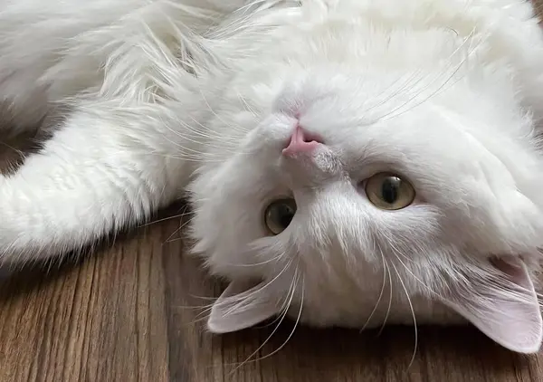 a photography of a white cat laying on a wooden floor, persian cat laying on the floor looking up at the camera.