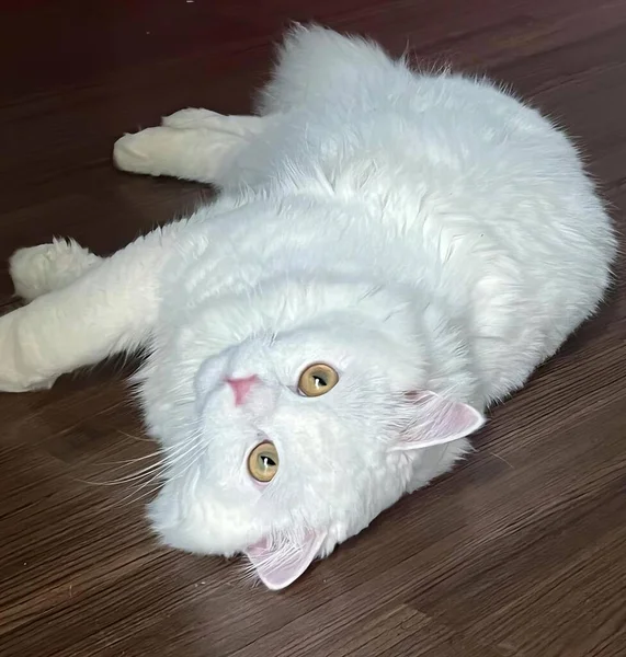 Uma Fotografia Gato Branco Que Põe Assoalho Madeira Gato Egípcio — Fotografia de Stock