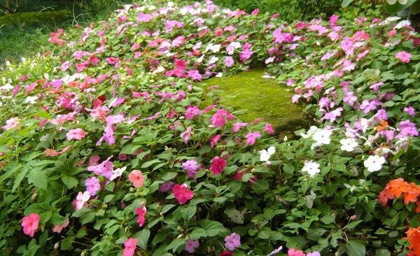 Фотографія Саду Мохом Покритим Скелею Безліччю Квітів — стокове фото