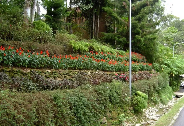 Uma Fotografia Uma Estrada Com Uma Encosta Jardim Flores Vale — Fotografia de Stock