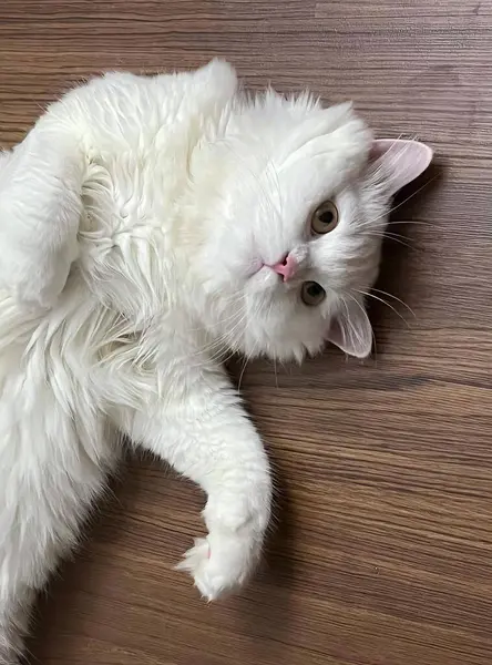 Ett Fotografi Vit Katt Som Ligger Ett Trägolv Persisk Katt — Stockfoto