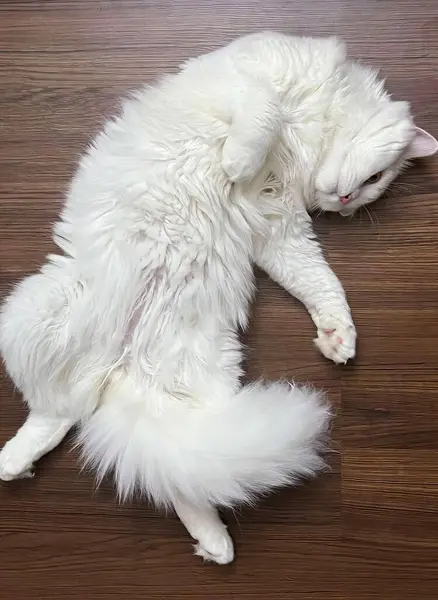 Foto Seekor Kucing Putih Tergeletak Lantai Kayu Kucing Persia Tergeletak — Stok Foto