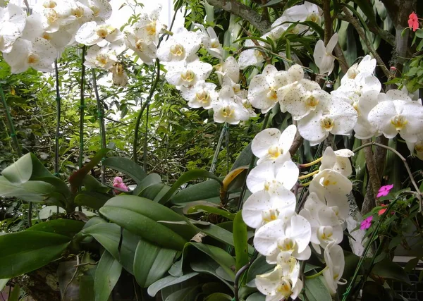 Eine Fotografie Eines Straußes Weißer Blumen Einem Garten Glashaus Mit — Stockfoto
