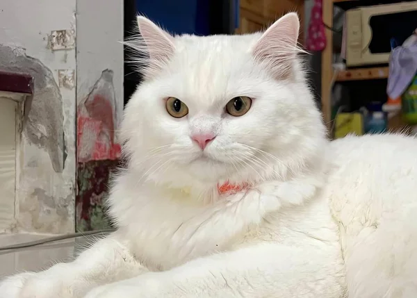 a photography of a white cat laying on a counter in a store, persian cat laying on the floor in front of a mirror.