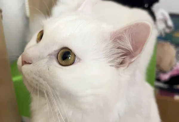 Uma Fotografia Gato Branco Com Olhos Verdes Olhando Para Cima — Fotografia de Stock