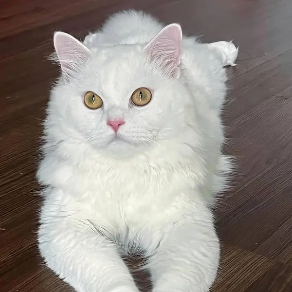 Фотография Белой Кошки Лежащей Деревянном Полу Персидской Кошки Лежащей Полу — стоковое фото