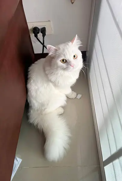 a photography of a white cat sitting on the floor next to a window, persian cat sitting on the floor in front of a window.