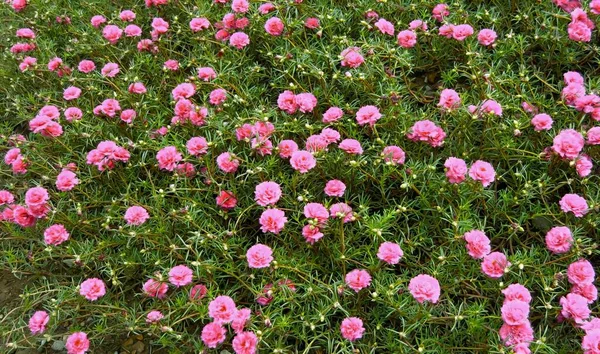Фотографія Поля Рожевими Квітами Зеленим Листям Паркан Рожевими Квітами Саду — стокове фото
