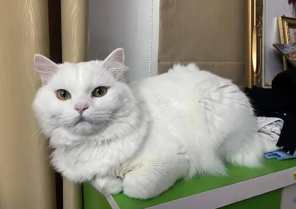 Фотографія Білої Кішки Сидить Зеленому Столі Єгипетська Кішка Лежить Зеленому — стокове фото