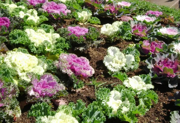 Фотографія Клумби Фіолетових Білих Квітів Саду Головні Капусти Садовому Ліжку — стокове фото