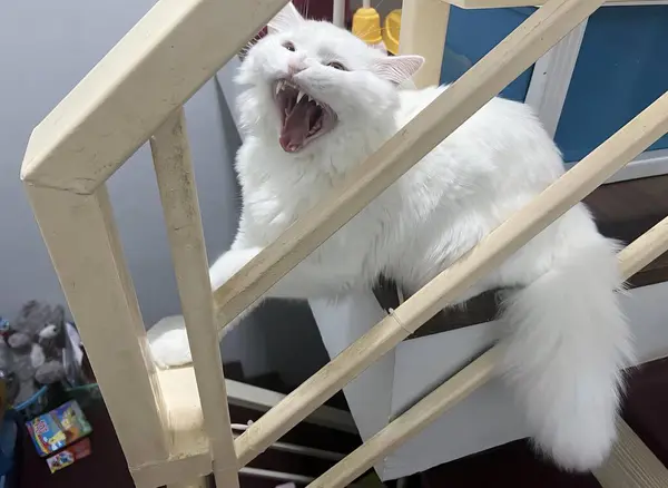 Una Fotografía Gato Blanco Bostezando Una Barandilla Escalera Gato Persa — Foto de Stock
