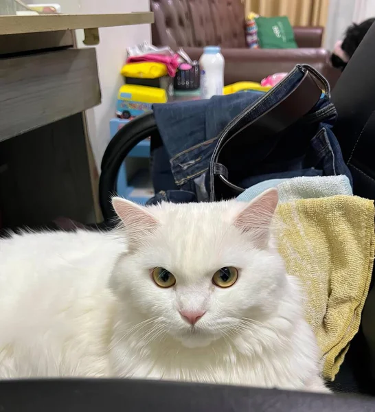 エジプトの猫が黄色いタオルで椅子に横たわる 部屋に座っている白い猫の写真です — ストック写真