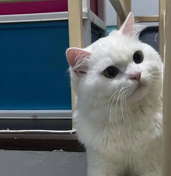 Fotografi Seekor Kucing Putih Duduk Lantai Sambil Melihat Kamera Kucing — Stok Foto