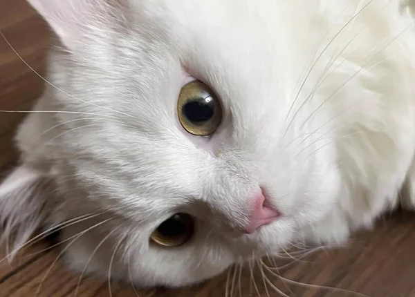 ปแมวส ขาว นอนอย บนพ นไม กระต ายแองโกร นอนอย บนพ นไม — ภาพถ่ายสต็อก