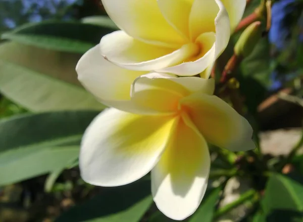 Biały Żółty Kwiat Zielonymi Liśćmi Doniczka Białego Żółtego Kwiatu Zielonymi — Zdjęcie stockowe