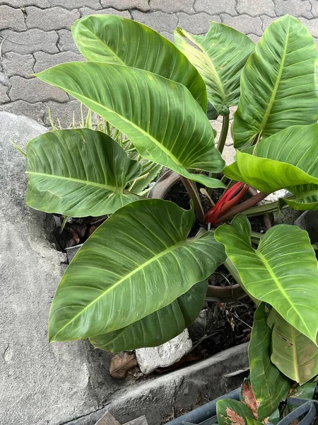 냄비에 잎이있는 식물의 냄비에 줄기가있는 — 스톡 사진