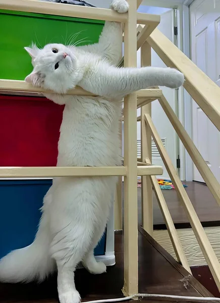 Фотография Белой Кошки Поднимающейся Цветному Ящику — стоковое фото