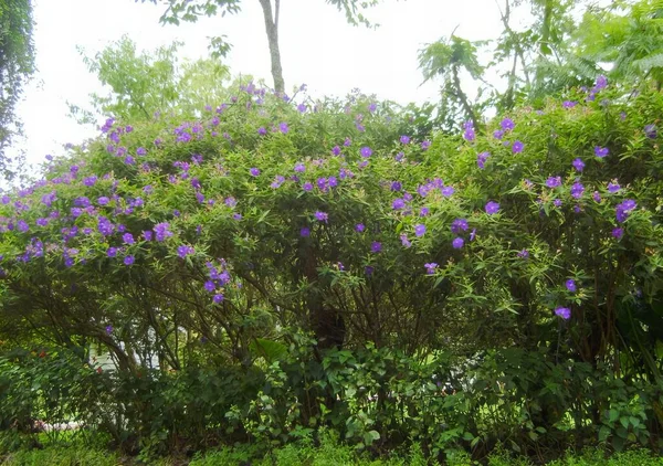 Uma Fotografia Arbusto Com Flores Roxas Meio Parque Flores Roxas — Fotografia de Stock