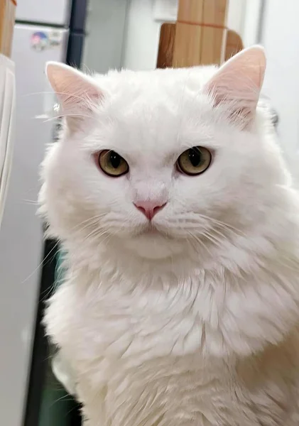 在厨房的柜台上坐着一只白色的猫 在厨房的柜台上坐着一只有冰箱的波斯猫 — 图库照片