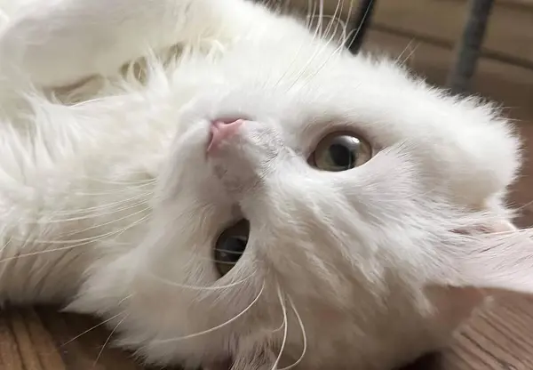 a photography of a white cat laying on its back on a wooden floor, persian cat laying on the floor looking up at the camera.