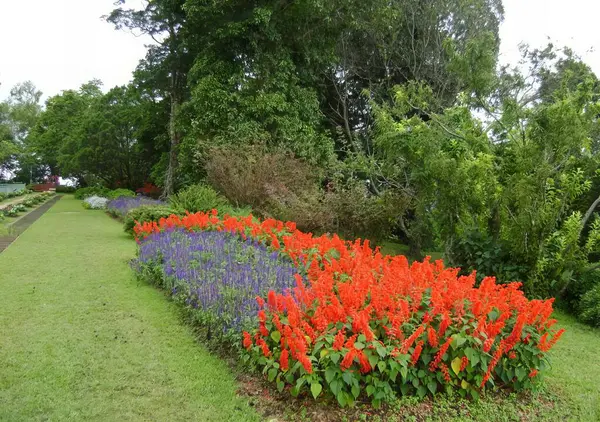 一个前景色各异的花园的照片 一个花园里有红色和紫色花的蛇栏杆 — 图库照片