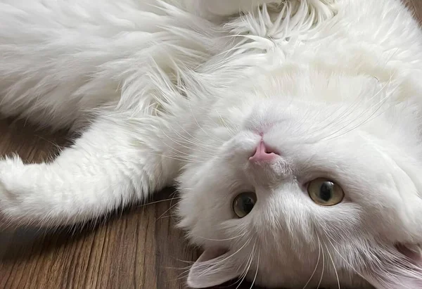 a photography of a white cat laying on a wooden floor, persian cat laying on the floor with its head on the floor.
