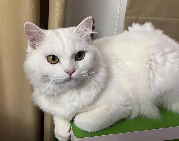 a photography of a white cat sitting on a green box, persian cat sitting on a green box looking at the camera.