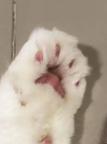 a photography of a white cat\'s paw with its paw on a wall, persian cat paw with pink spots and white fur.